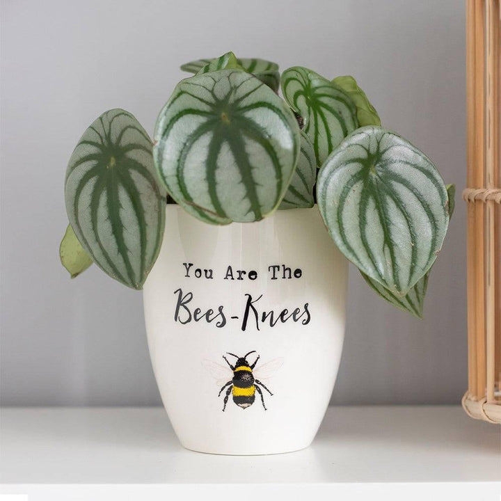 You Are the Bees Knees Ceramic Plant Pot - Home Decor Emporium